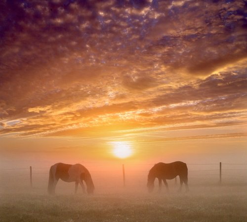 Foggy Sunrise, Crayford Marshes