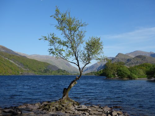 Llyn Padarn tree