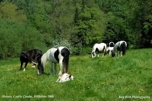 Mares & Foals, Castle Combe, Wiltshire 2008