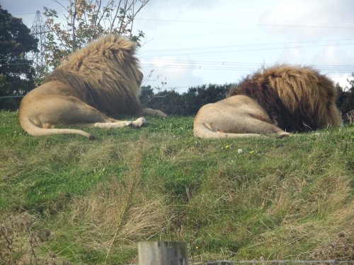 YORKSHIRE WILDLIFE PARK