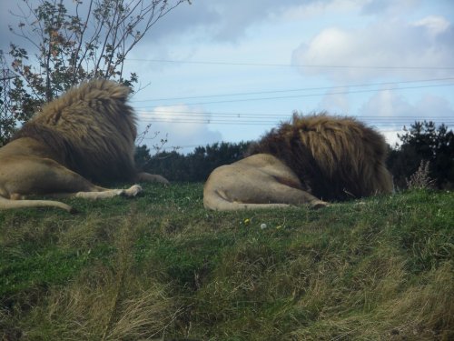 YORKSHIRE WILDLIFE PARK