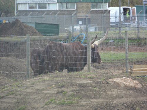 YORKSHIRE WILDLIFE PARK