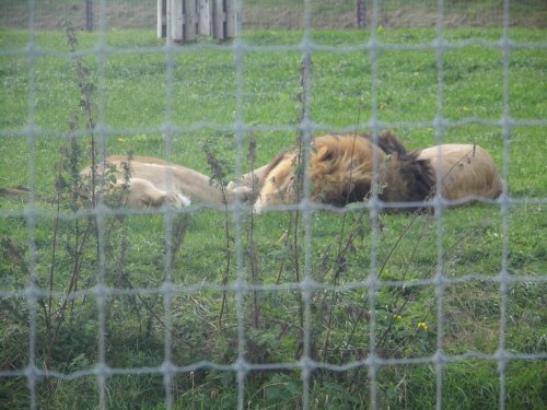 SOUTH YORKSHIRE WILDLIFE PARK