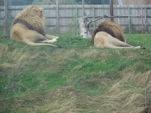 SOUTH YORKSHIRE WILDLIFE PARK