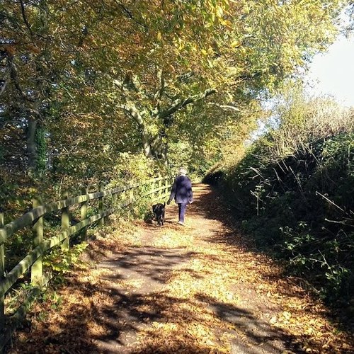 Park lane  in fall, Otterton