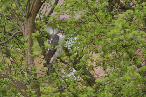 Sparrowhawk,Back Garden, Denton, Greater Manchester