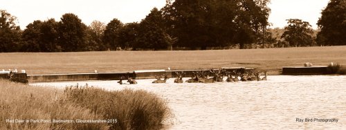 Red Deer in Badminton Lake, Badminton Park, Gloucestershire 2015