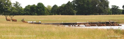 Red Deer, Badminton Lake, Badminton Park, Gloucestershire 2015