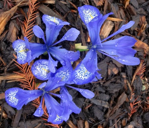 Wisley, iris