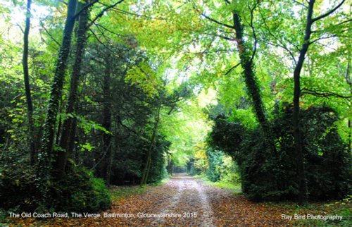 The Old Coach Road, The Verge Wood, Badminton, Gloucestershire 2015