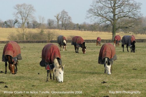 Winter Rugged !! nr Acton Turville, Gloucestershire 2008