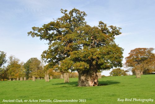 Ancient Oak Tree, nr Acton Turville, Gloucestershire 2015