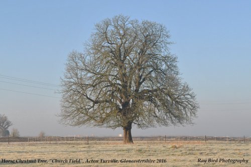 Chestnut Tree, Park/Church Field, Acton Turville, Gloucestershire 2016