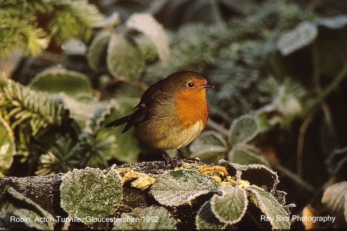 Robin, Acton Turville, Gloucestershire 1992