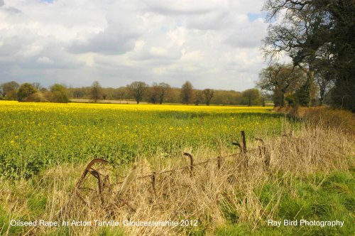 Oilseed Rape, Acton Turville, Gloucestershire 2012