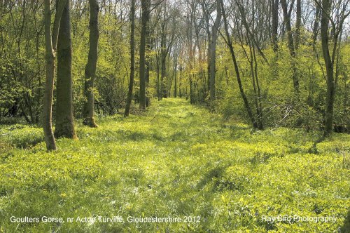 Gouters Gorse, nr Acton Turville, Gloucestershire 2012