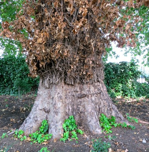 Wonderfully Determined Ivy in Hyde Park, London, UK