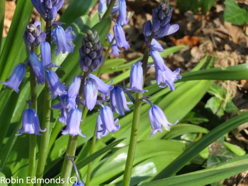 Bluebells in woods in Highcliffe