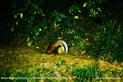 Badger with bedding, nr Alderton, Wiltshire 1994