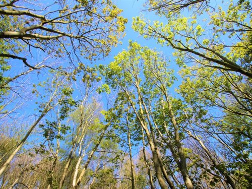 Sizewell Woods