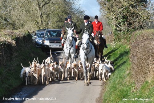 Beaufort Hunt, Sopworth, Wiltshire 2016