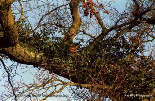 Spot the Fox !! nr Acton Turville, Gloucestershire 2008