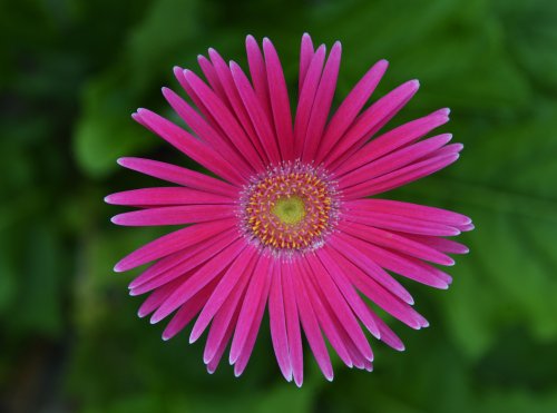 National Botanical Garden of Wales