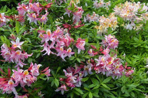 Blickling Hall Garden, Norfolk