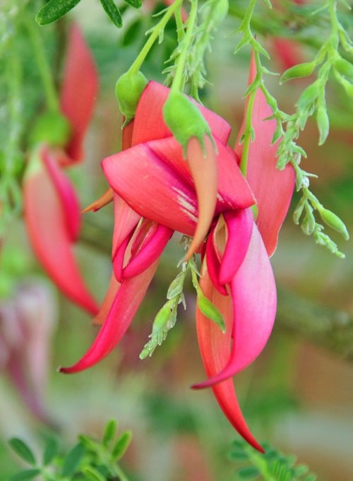 Tyntesfield House Garden