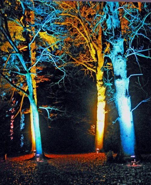 Westonbirt Arboretum, Christmas Illuminations