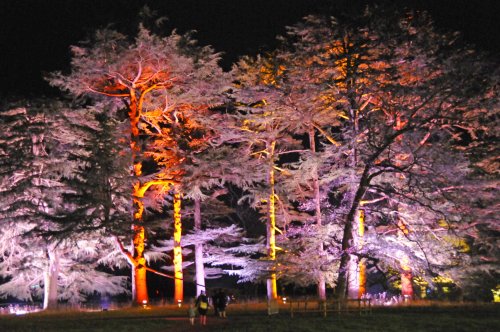 Westonbirt Arboretum, Christmas Illuminations