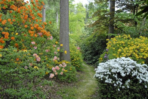 Leonardslee Garden, West Sussex