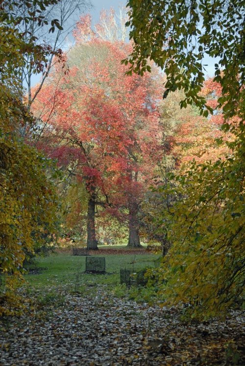 Sheffield Park Garden, Uckfield,