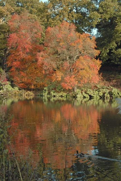 Sheffield Park Garden, Uckfield,