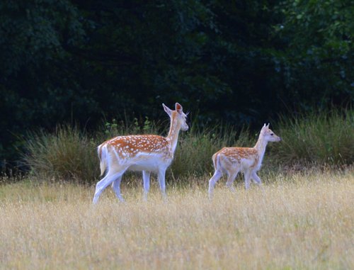 Knole Park, Sevenoaks