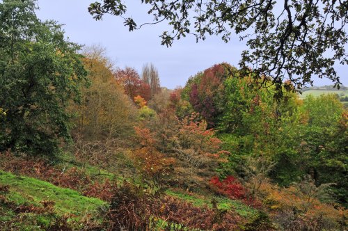 Winkworth Arboretum, Surrey