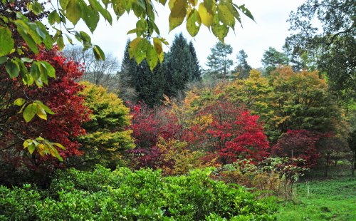 Winkworth Arboretum, Surrey