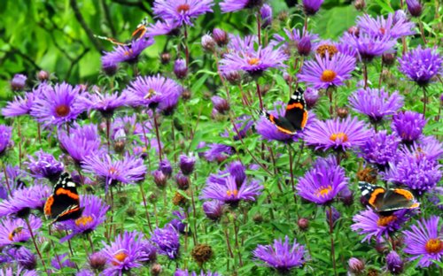 Nymans Garden, butterflies everywhere