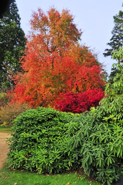 Sheffield Park Garden, Uckfield