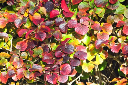 Hole Park Garden, autumn leaves