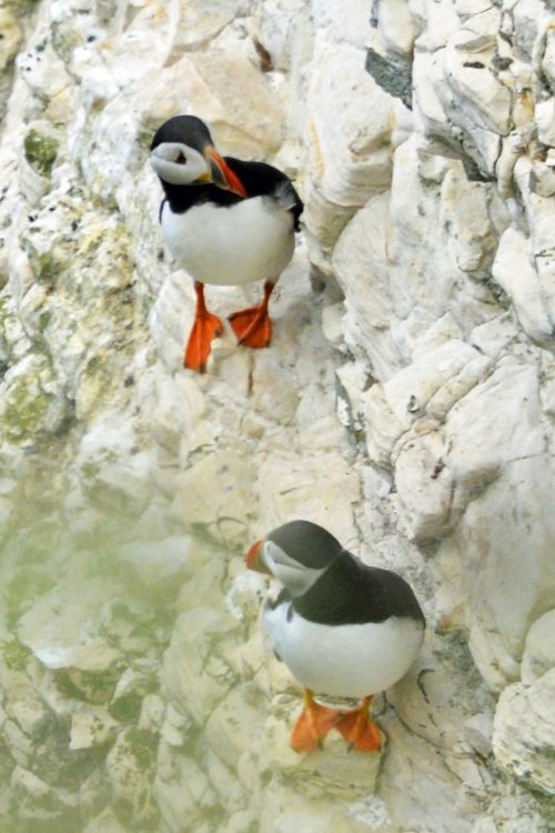 RSPB Bempton Cliffs near Bridlington