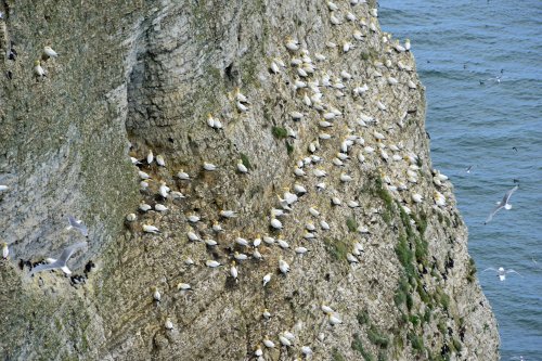 RSPB Bempton Cliffs near Bridlington