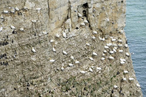 RSPB Bempton Cliffs near Bridlington