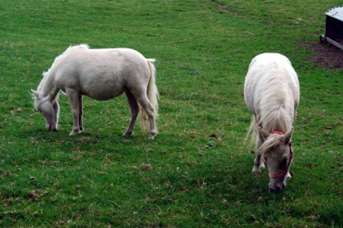 Glycoch Farm - miniature ponies