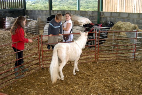 Glycoch Farm - miniature ponies