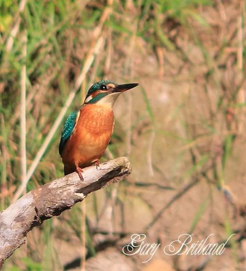 Kingfisher, Hyndburn, Lancashire