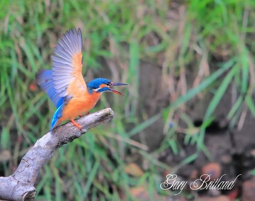 Kingfisher, Hyndburn, Lancashire