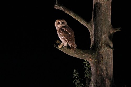 Tawney Owl, Suffolk