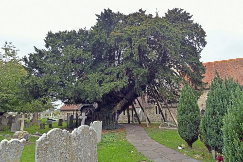 Ancient Yew Tree in St. Mary's Churchyard, Hayling Island