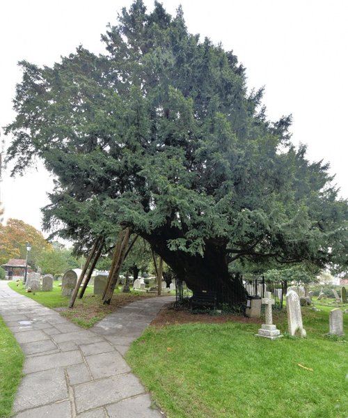 Ancient Yew Tree in St. Mary's Churchyard, Hayling Island